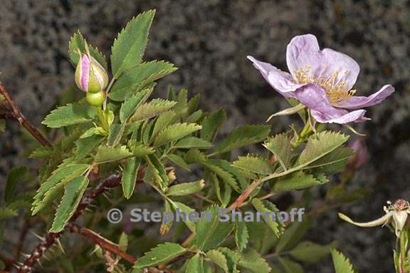 rosa woodsii ssp gratissima 4 graphic